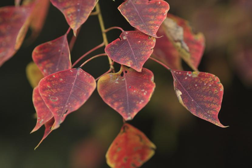 Hojas romboidales del árbol del sebo