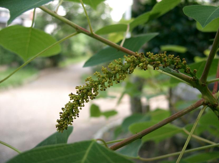 Espigas florales colgantes del Sapium sebiferum