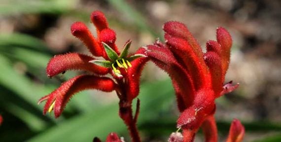Varas florales de Anigozanthos flavidus