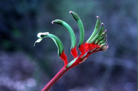 Patas de canguro (Anigozanthos): cultivo paso a paso