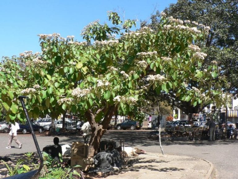 Ejemplar adulto de Cordia africana con copa amplia y redondeada