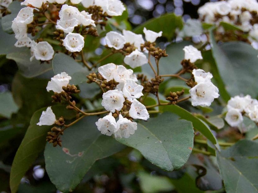 Flores blancas de Cordia africana agrupadas en panícula