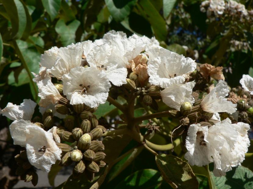 Cordia africana: cultivo, floración y usos del árbol