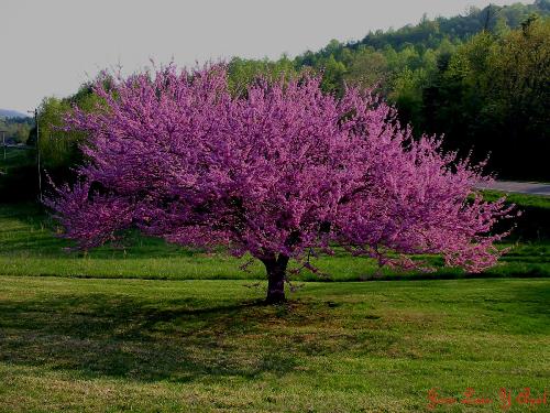 Consejos para comprar árboles sin equivocarte en el vivero