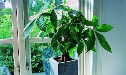 Pachira integrada en la decoración de un salón junto a otras plantas de interior