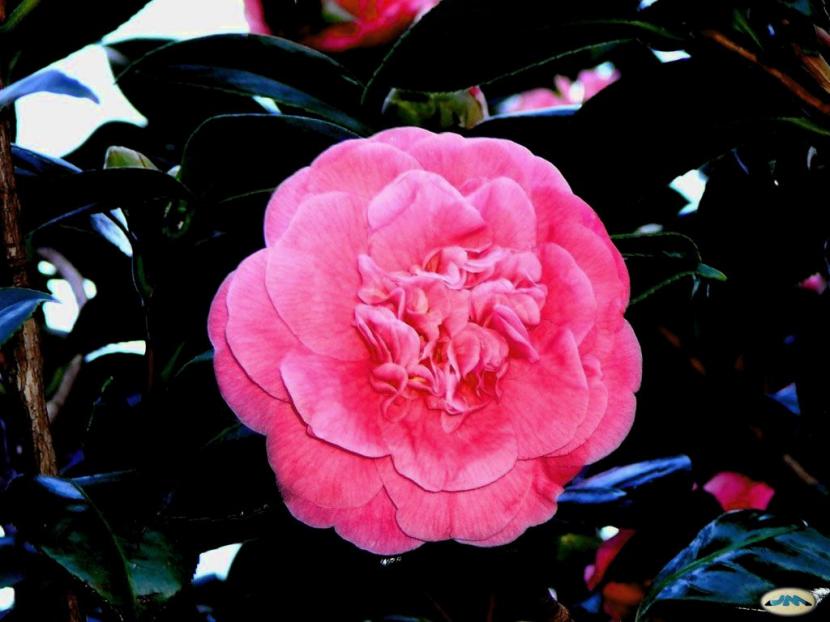 Camelia rosa en flor