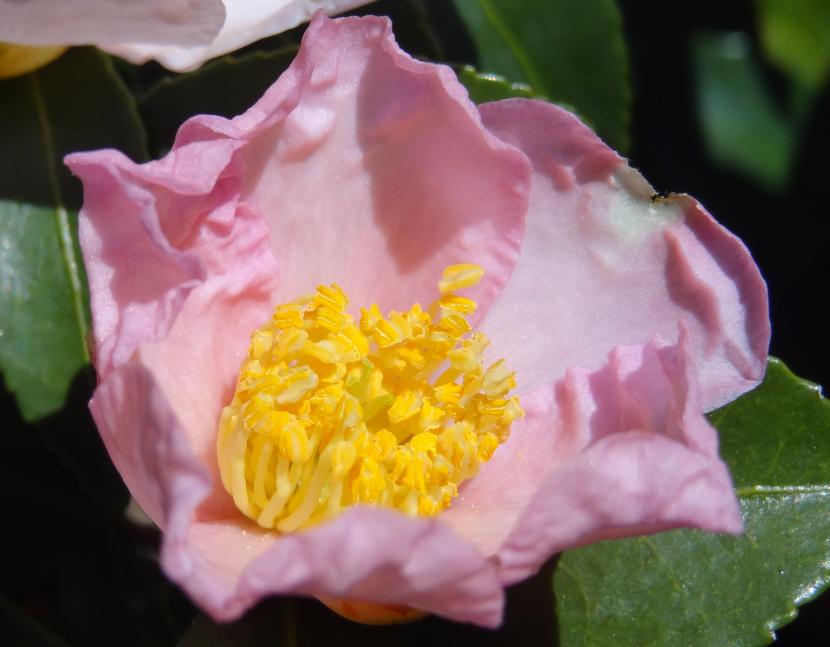 Camelia de flor simple