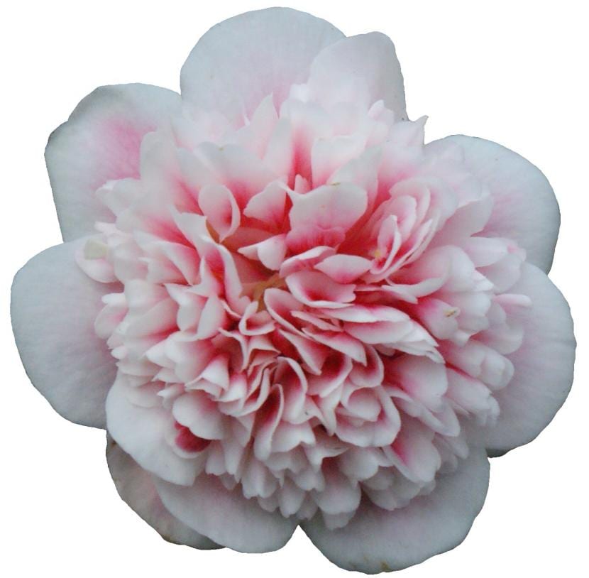 Camelia en maceta: sustrato, agua y luz para que florezca