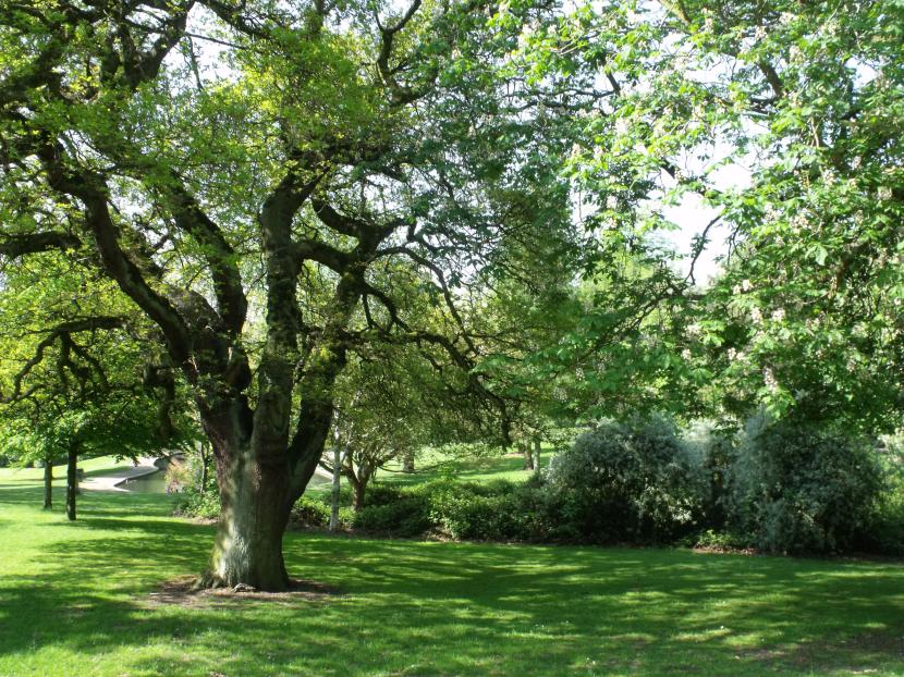 Árbol joven en un jardín