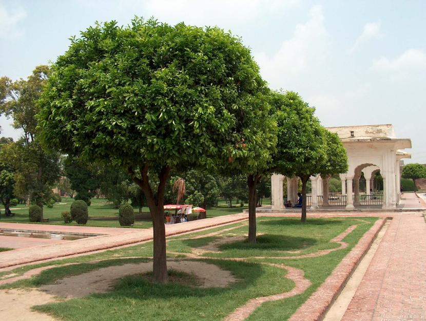 Árboles en un jardín