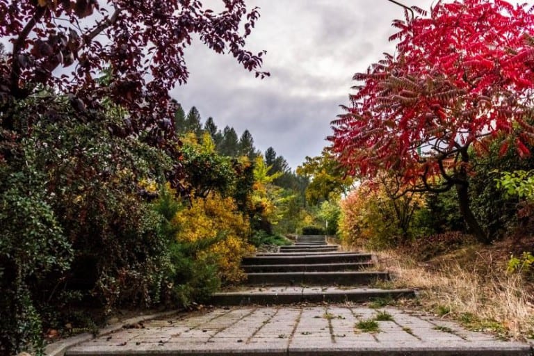 Árboles de porte medio en un jardín particular