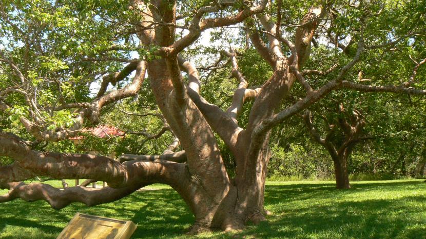 Cómo elegir un árbol para el jardín sin equivocarse