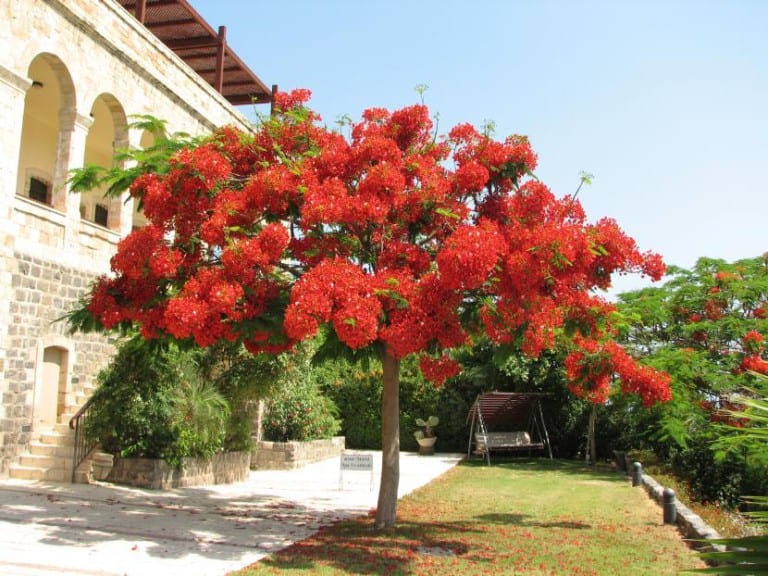 Delonix regia en flor, especie solo apta para climas sin heladas