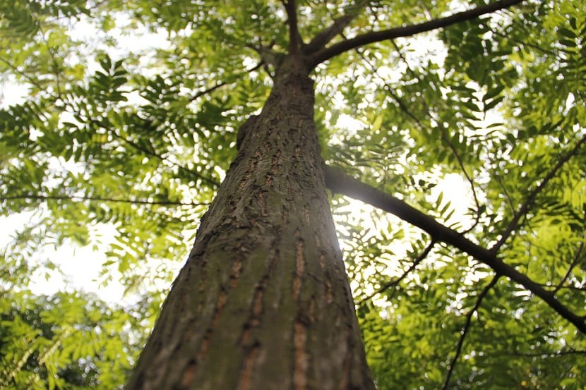 Árbol de gran tamaño recién plantado en un jardín