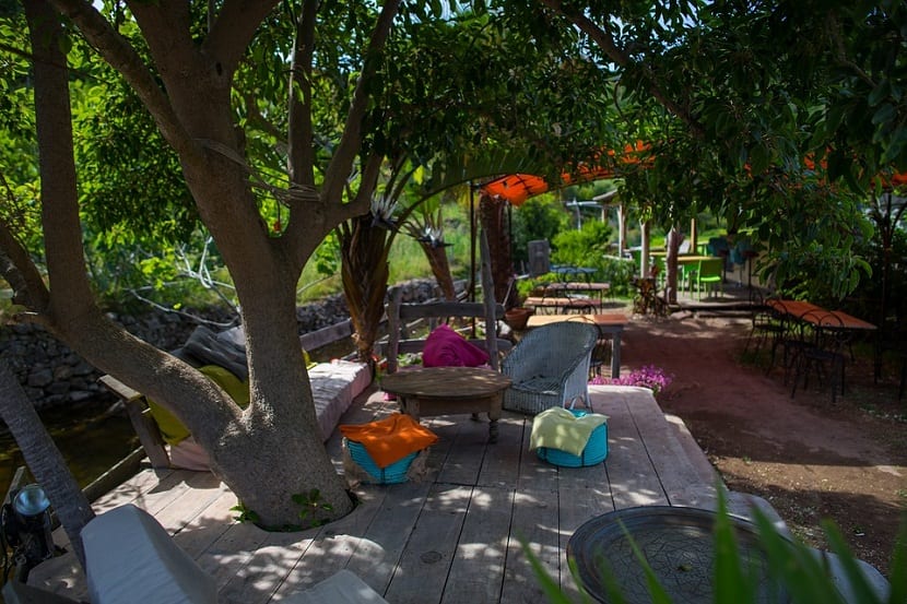 Árbol de gran porte dando sombra en un jardín establecido