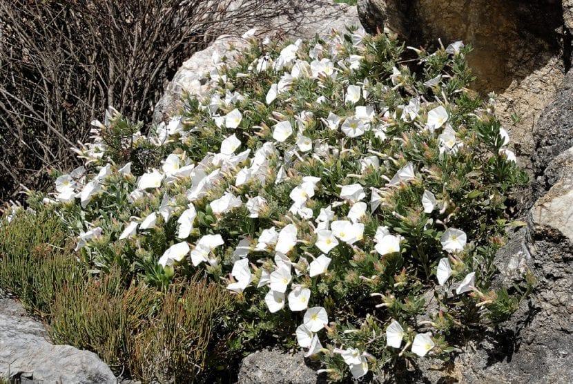 Ejemplar de Convolvulus cneorum con follaje plateado y flores blancas