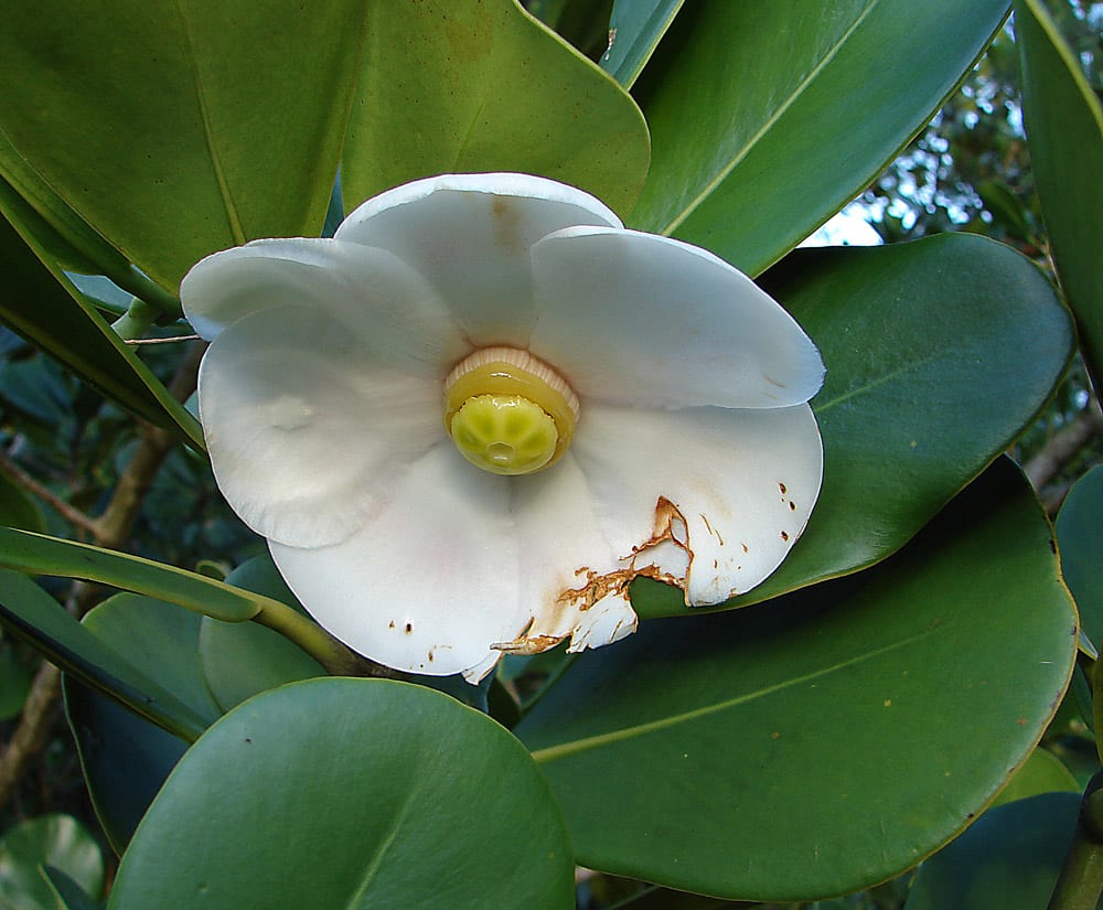 Flor blanca y rosada de Clusia rosea