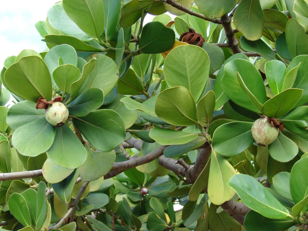 Copey (Clusia rosea): cultivo, cuidados y toxicidad