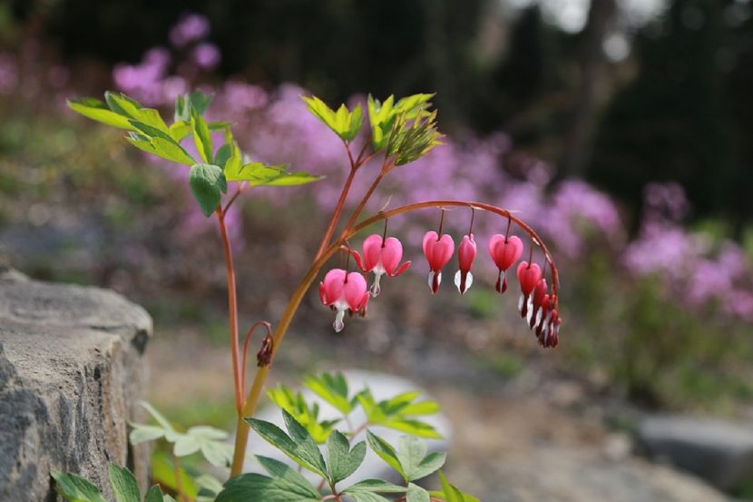 Racimo arqueado con flores rosadas en forma de corazón