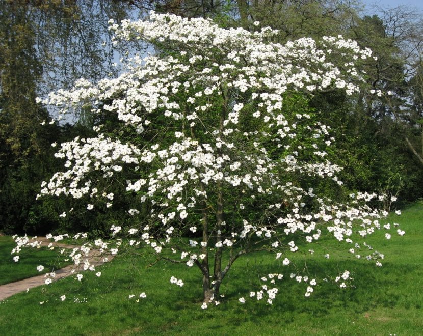 Cornus florida en plena floración cubierto de brácteas blancas