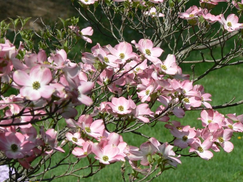 Cultivar Cornus florida rubra con brácteas rosadas