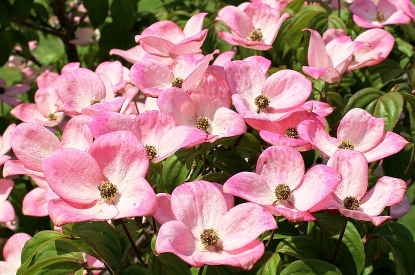 Cornejo: especies de Cornus, poda invernal y dónde plantarlo