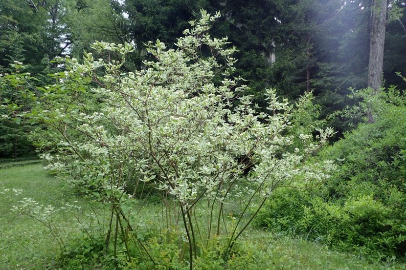 Cornus alba con follaje variegado en primavera