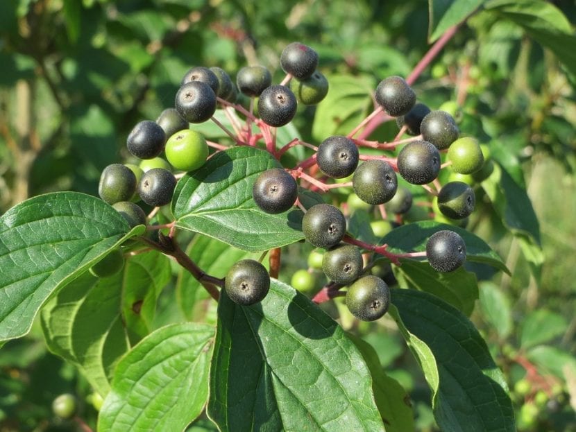 Frutos negros del cornejo Cornus sanguinea
