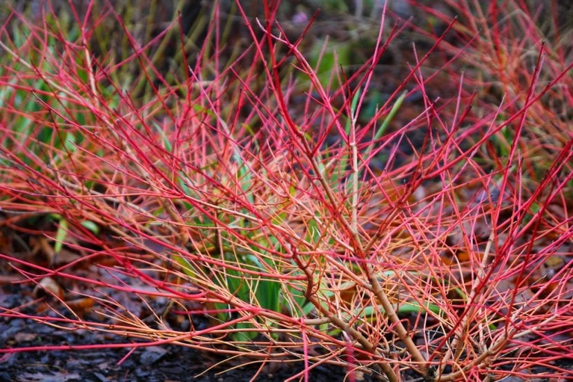 Ramas rojas de Cornus sanguinea en invierno