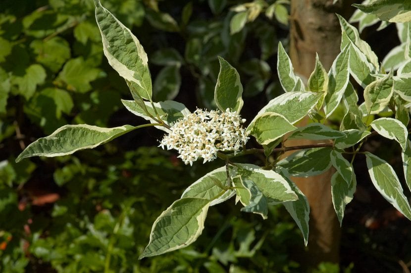 Cornus alba Elegantissima de hoja variegada