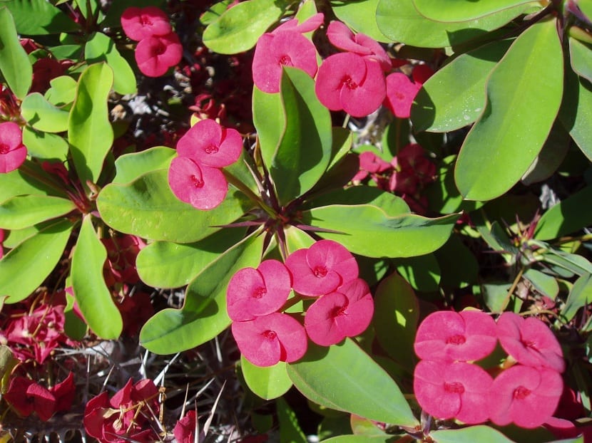Corona de espinas, Euphorbia milii var. splendens, en flor
