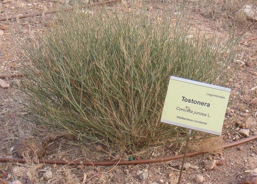 Mata de Coronilla juncea con sus ramas verdes junciformes