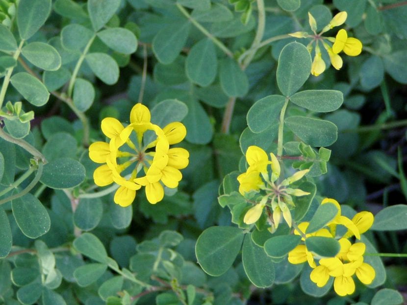 Flores amarillas en umbela de Coronilla glauca