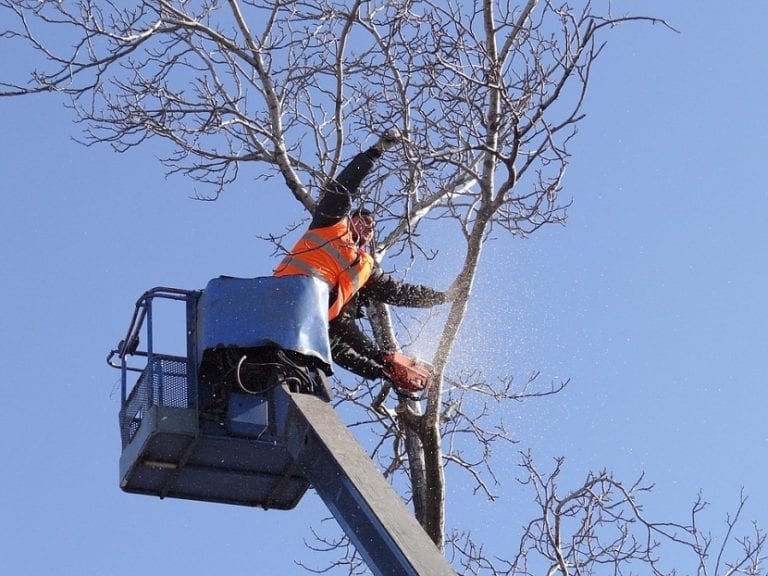Tala de un árbol con motosierra en el jardín