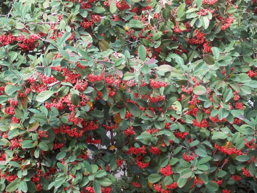 Cotoneaster lacteus cargado de frutos rojos en invierno