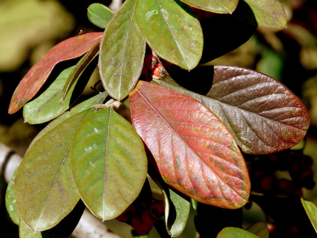 Hojas coriáceas de Cotoneaster lacteus con el envés tomentoso