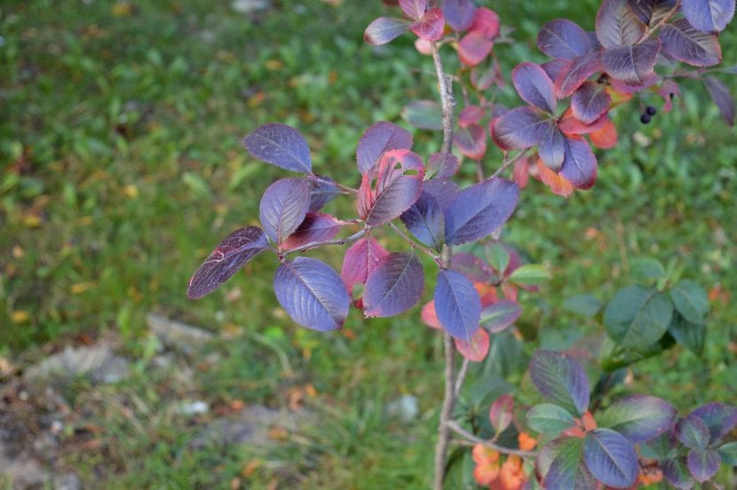 Ramas de cotoneaster cargadas de frutos rojos en otoño