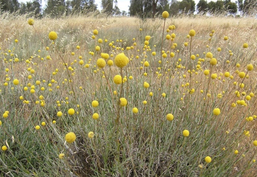Campo cubierto de flores amarillas esféricas de Craspedia globosa