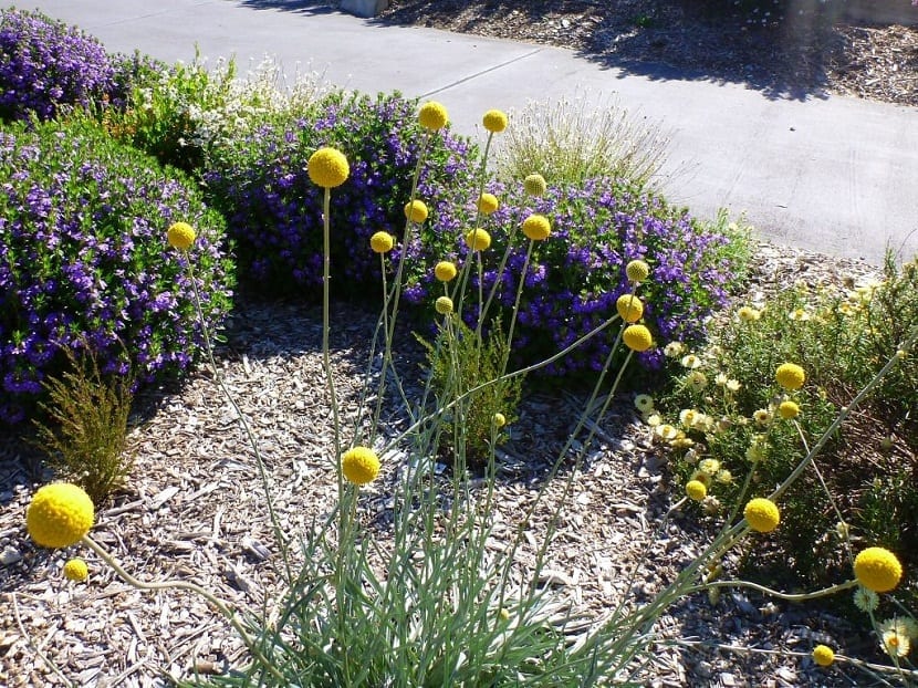 Craspedia globosa: cultivo, siembra y secado de las bolas amarillas