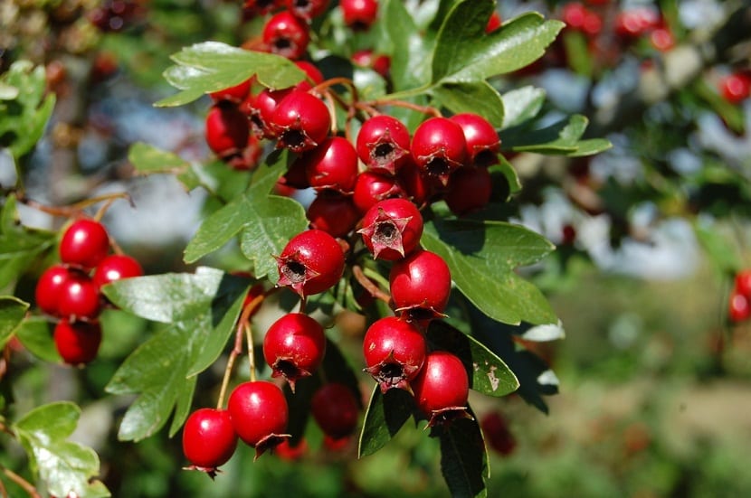 Frutos rojos maduros del espino blanco en la rama