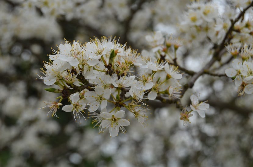 Crataegus oxyacantha: qué espino blanco es y cómo usarlo