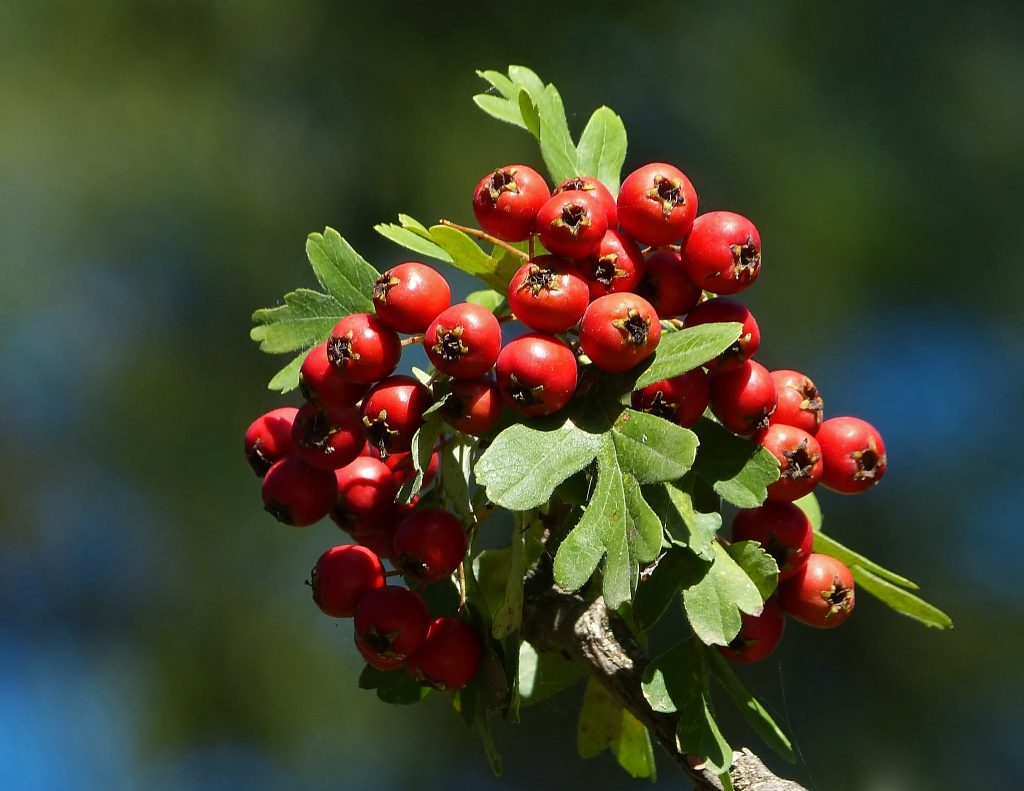 Crataegus: cultivo, poda y plagas del espino o majuelo