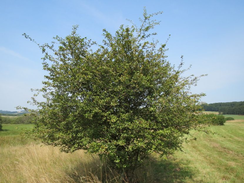 Ejemplar de Crataegus laevigata en flor