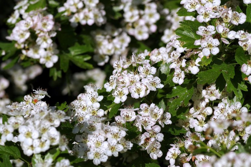 Flores blancas de Crataegus agrupadas en corimbos
