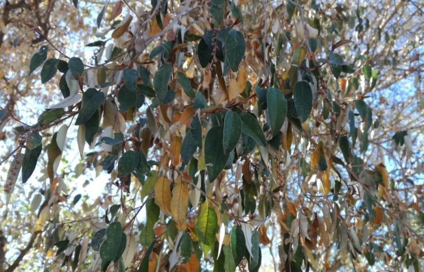 Ramas y follaje de Croton gratissimus