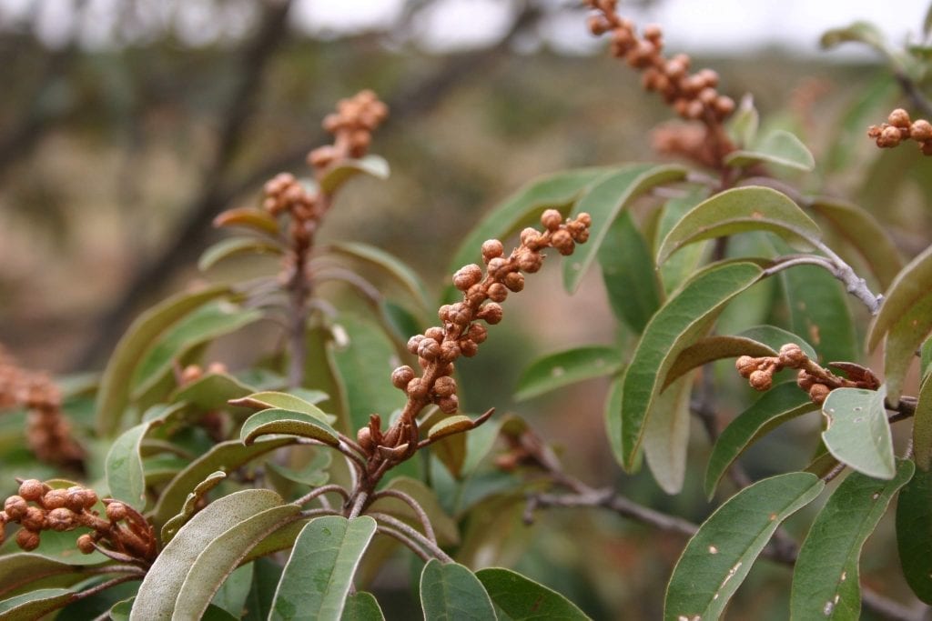 Croton gratissimus, el crotón de lavanda africano
