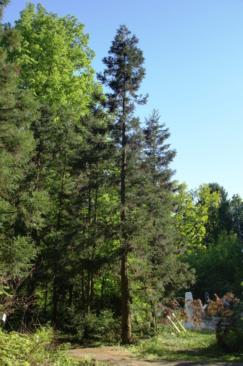 Tronco y follaje de cryptomeria vistos desde abajo
