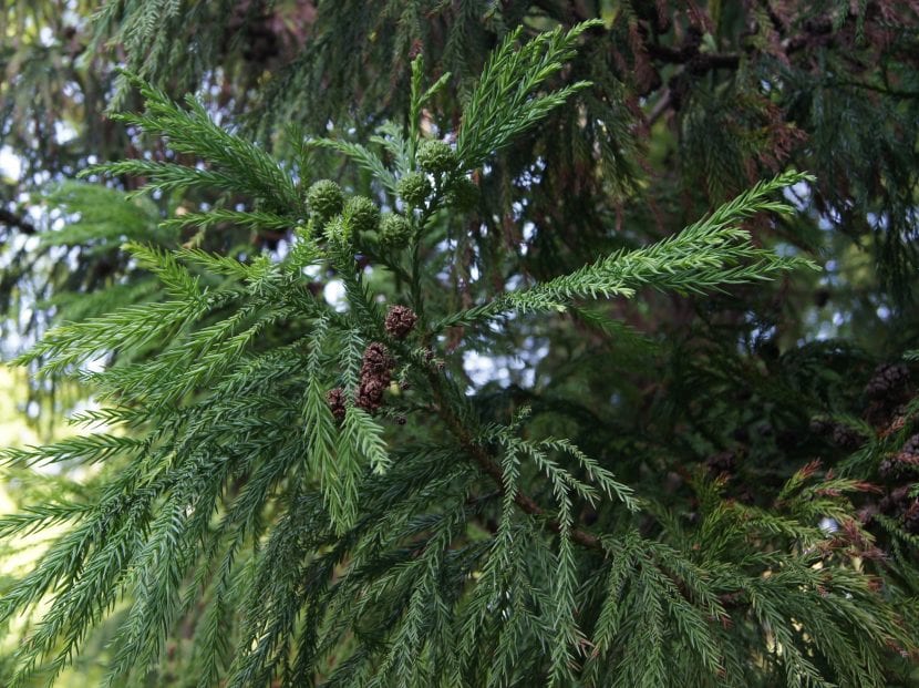 Ejemplar adulto de Cryptomeria japonica con porte cónico