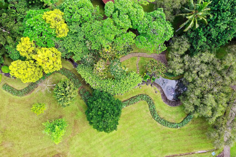 Árboles establecidos en un jardín