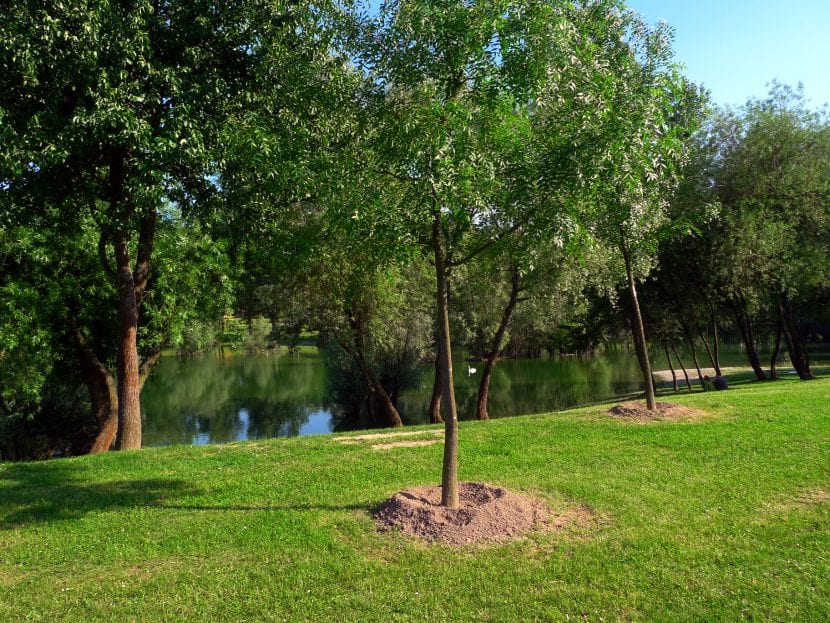 Árboles jóvenes en contenedor listos para plantar